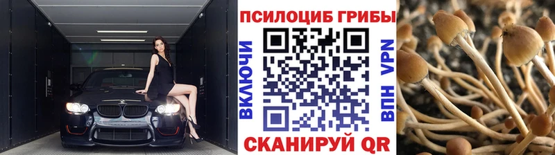 Псилоцибиновые грибы Psilocybine cubensis  Палласовка 